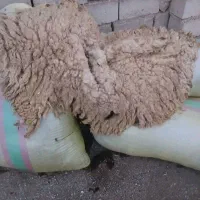 پشم گوسفند یا یون