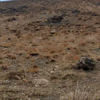 گوسفند