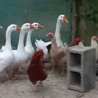 قو غاز