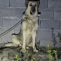 سگ پژدر ماده