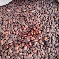 حبوبات عمده وخرده