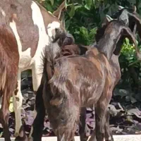 بز کهره افغان جوان پر شیر موقعیت جیرفت
