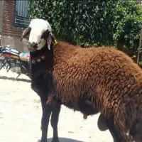 گوسفندو بره نروماده چاق
