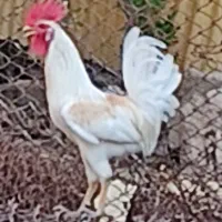 خروس عربی جوان