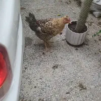 مرغ محلی نژاد دار