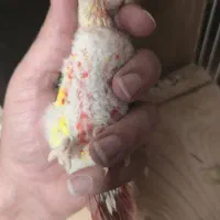 جوجه سرلاکی طوطی گیرینچیک یلوساید رد