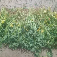 نیروی کار