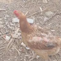 مرغ و خروس لاری