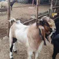 یک راس نربزپاکستانی به شرط رانش