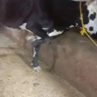 یک رس گاو گوساله