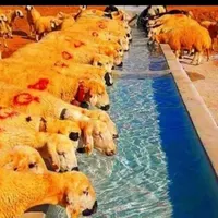 بشتابید*گوسفند قربانی مزررعه نمونه((زنده|حیوانات مزرعه|مشهد, ارشاد|دیوار