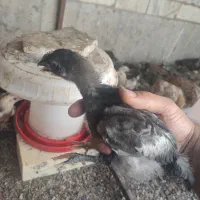جوجه رسمی یک ماه