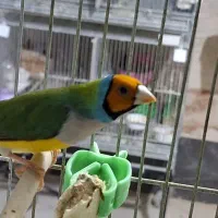 فنچ گلدین کرواتی جغدی جامبو انگلیسی شارکول