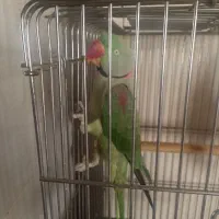 شاه طوطی بالغ نر