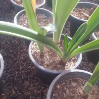 پیاز گل نسرین (Hippeastrum)