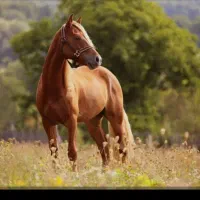 کار مرتبط با اسب