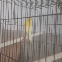 پرنده|پرنده|کومله, |دیوار