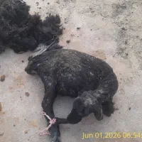 فروش ۲۰ راس میش
