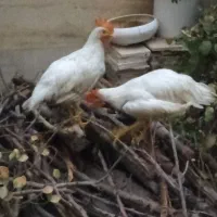 خروس لاری