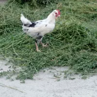 نیمچه خروس  گلین اصل