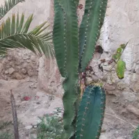 کاکتوس