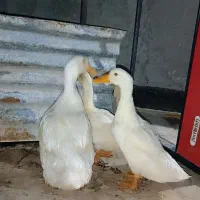 اردک