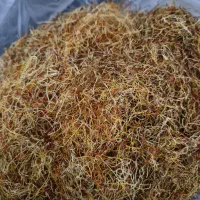 ریشه زعفران