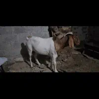 نر بوئر