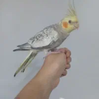 عروس هلندی گلباقالی حدودا یه سال