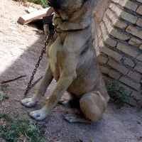 سگ سرابی