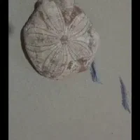 سنگ فسیل .چند میلیون ساله