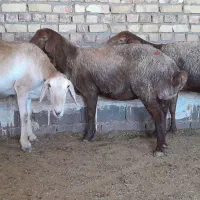 3راس میش عربی