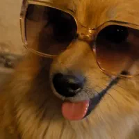 سگ‌.