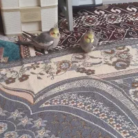 عروس هلندی دستی
