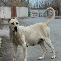 ماده سرابی نسل بز سرخاب