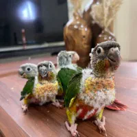 گرینچیک یلوساید اکستریم رد