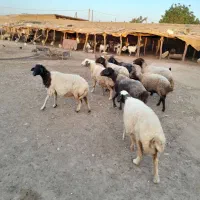 میش درجه یک توضیحات رو با دقت بخون