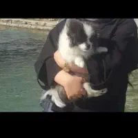 سگ خونگی