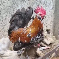 تخم مرغ گلین لری