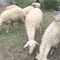 گوسفند ماده با یه بره نر