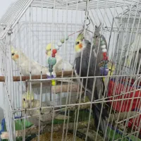 عروس هلندی همه جوره