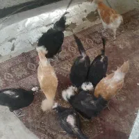 تخم نطفه دار لهستانی
