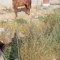 نریون ۴به۵سال فنوتیب زیبا