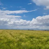 ده-قطعه-زمین-کشاورزی-باغی-یک-هکتاری