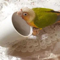 فروش طوطی گرینچیک نر دست آموز سه ماهه