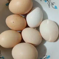تخم مرغ خانگی ومحلی