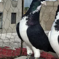 خوشرنگ سیاه نر