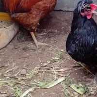 مرغ خروس