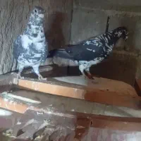 کبوتر|پرنده|رستاق, |دیوار