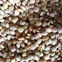 عدس|خوردنی و آشامیدنی|یاسوج, |دیوار